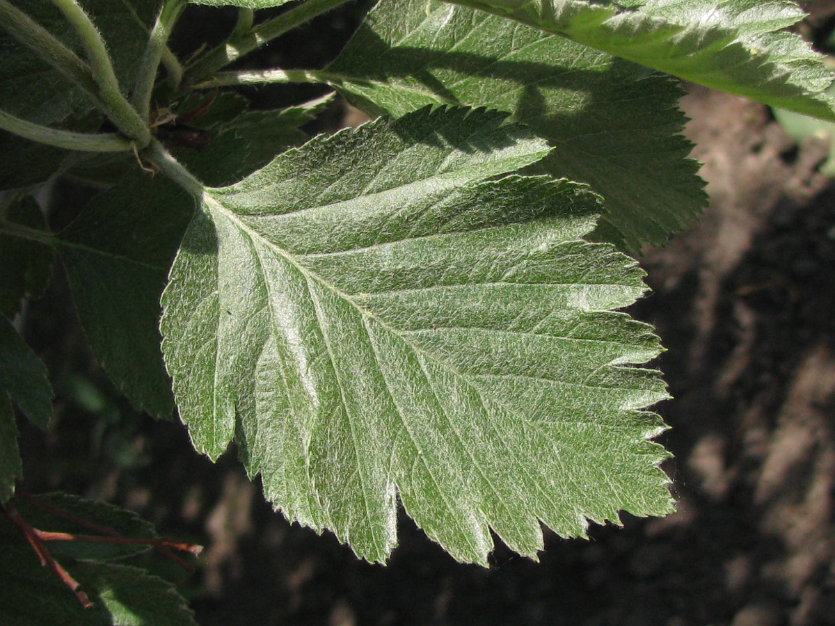 Изображение особи Sorbus intermedia.