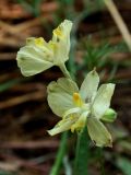 Delphinium semibarbatum. Цветки. Узбекистан, г. Ташкент, пос. Улугбек, санитарно-защитная зона. 22.06.2012.