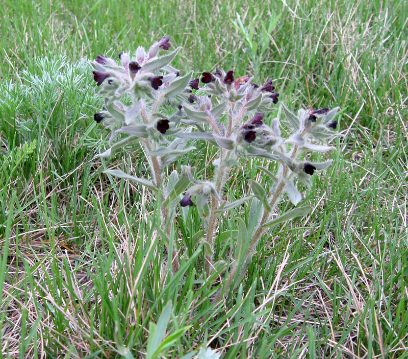 Image of Nonea rossica specimen.