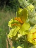 Verbascum ovalifolium