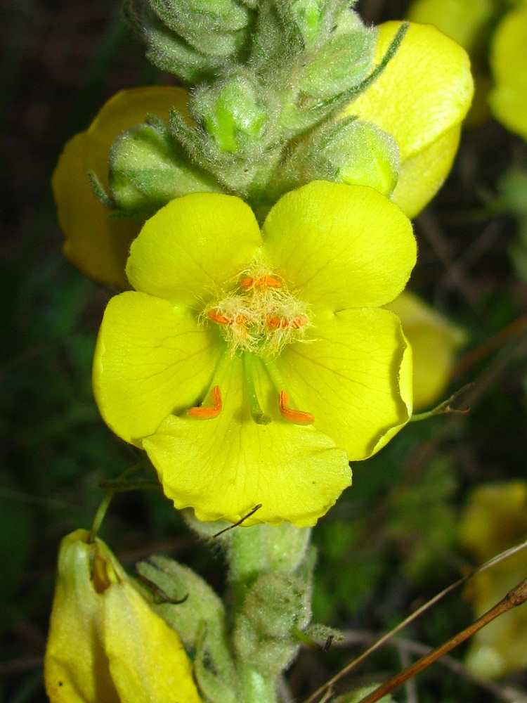 Image of Verbascum densiflorum specimen.