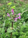 Lamium amplexicaule