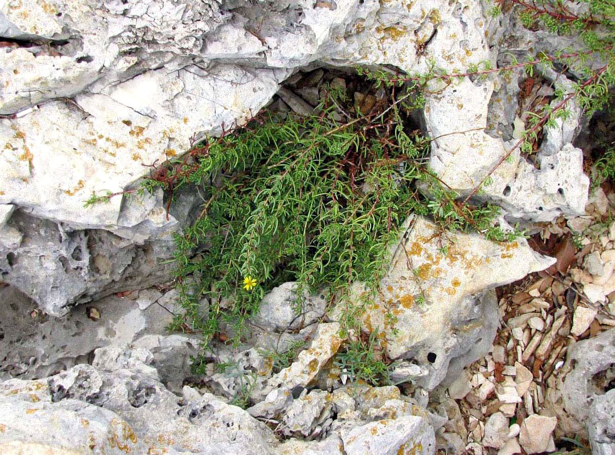 Image of Limbarda crithmoides specimen.
