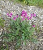 Oxytropis longirostra