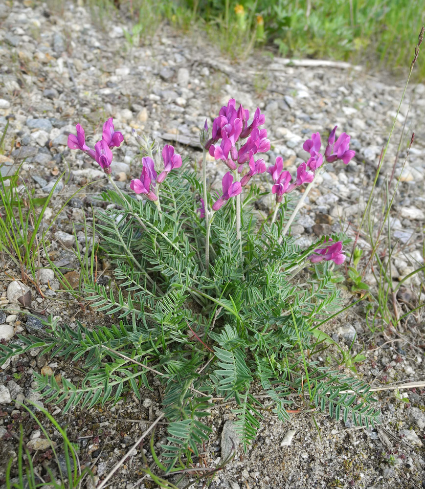 Изображение особи Oxytropis longirostra.