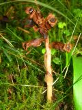 Hypopitys monotropa. Отцвётшее растение. Украина, Львовская обл., Бориславский горсовет, хвойный лес возле пгт Сходница. 13.08.2012.