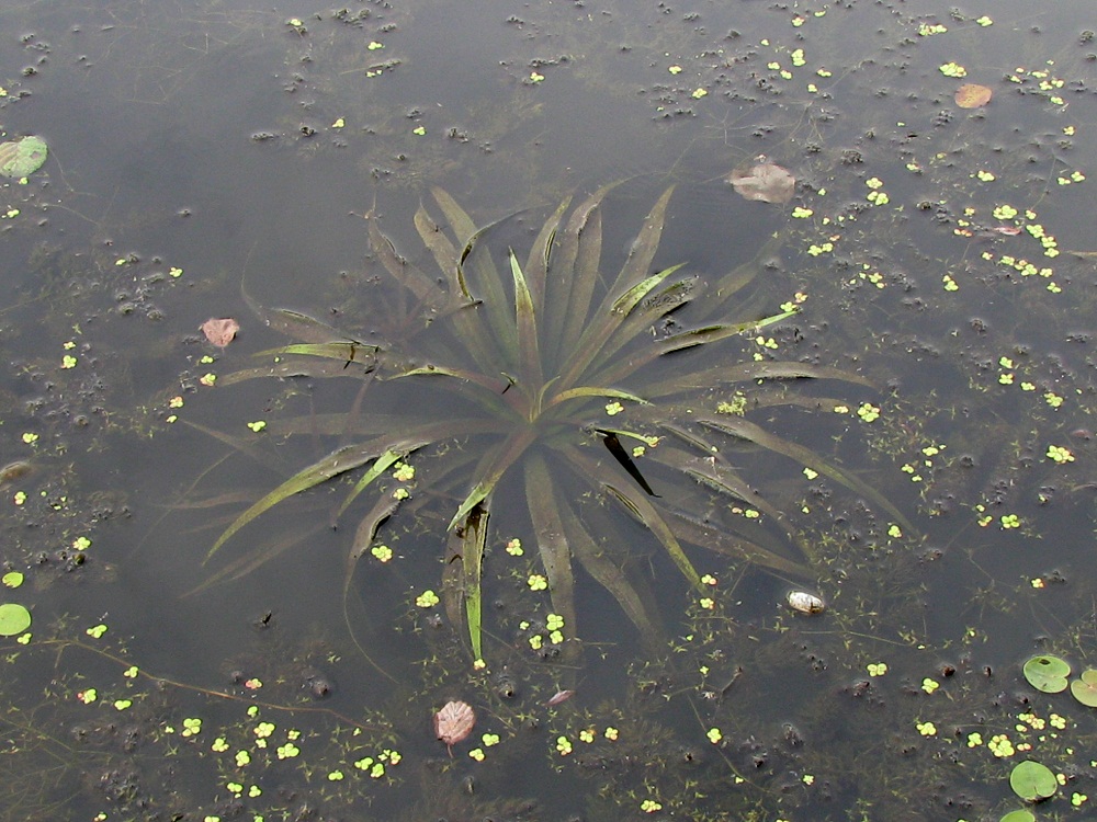 Image of Stratiotes aloides specimen.