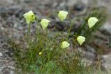 Papaver lapponicum