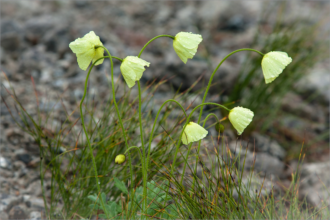 Изображение особи Papaver lapponicum.