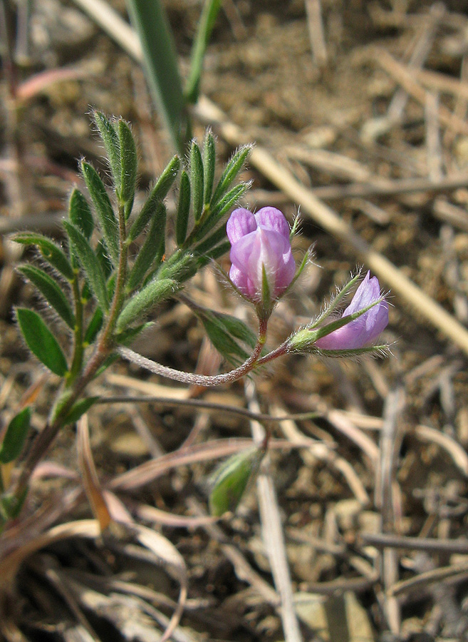 Image of Lens nigricans specimen.