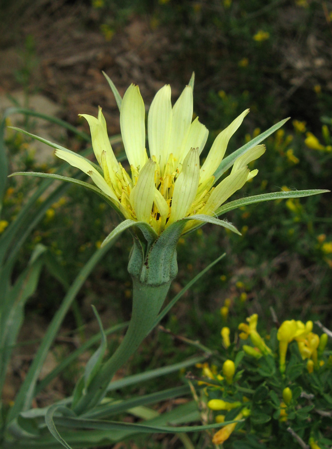 Image of Tragopogon dubius specimen.