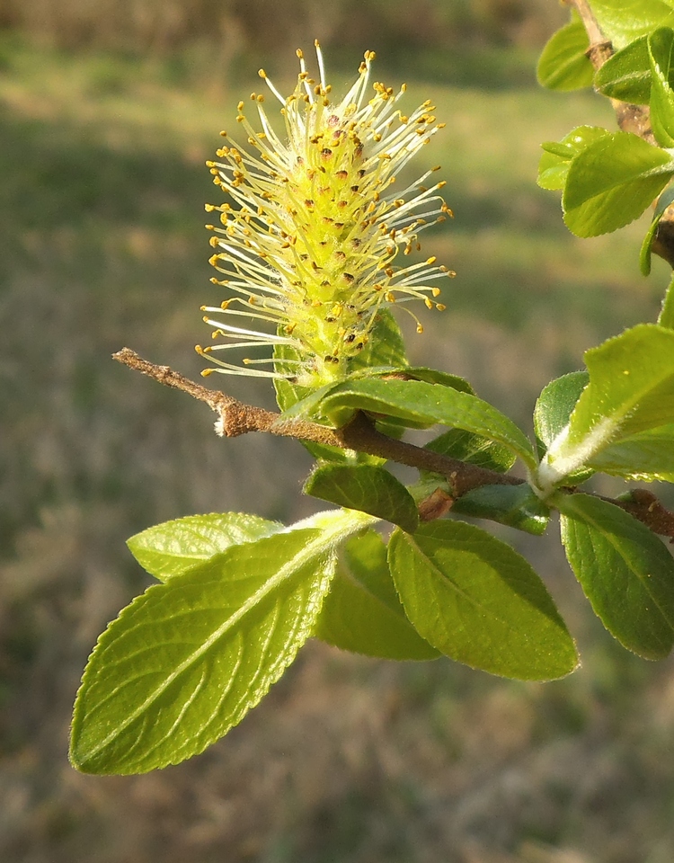 Image of Salix hexandra specimen.