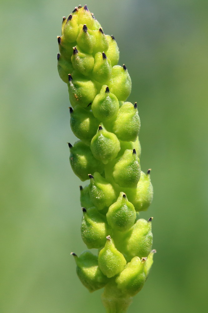 Image of Adonis flammea specimen.