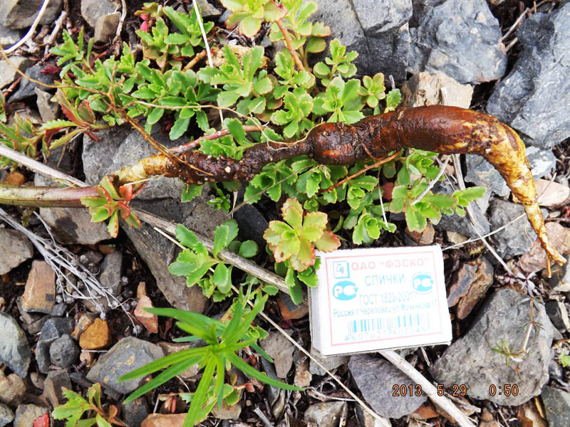 Image of Physochlaina physaloides specimen.