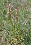 Anacamptis subspecies schirwanica