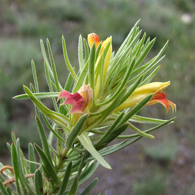 Image of Bungea trifida specimen.