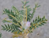 Astragalus thracicus