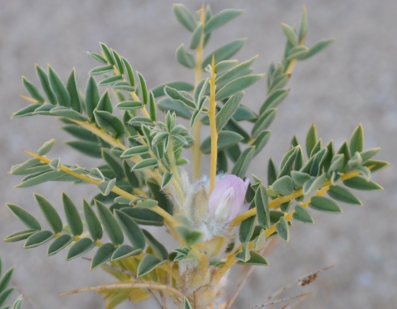 Image of Astragalus thracicus specimen.