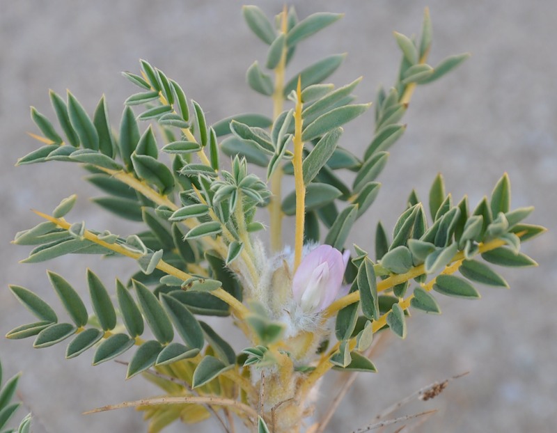 Изображение особи Astragalus thracicus.