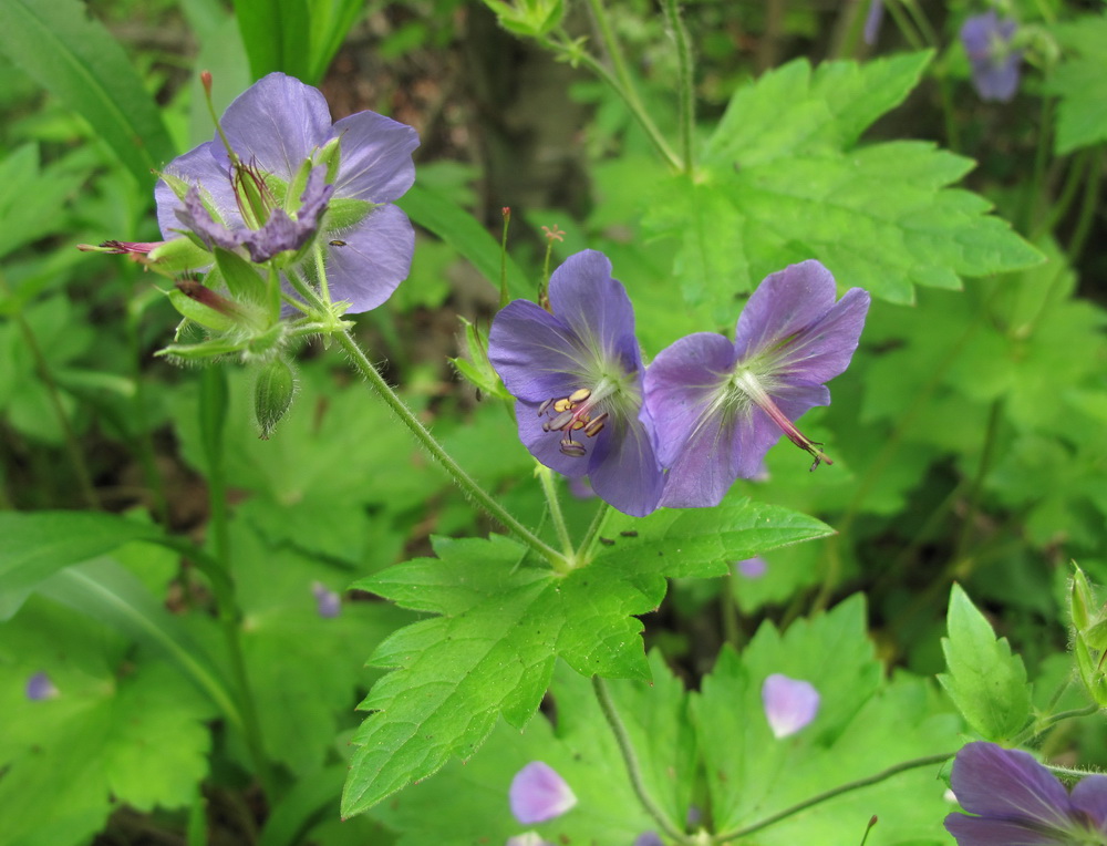 Изображение особи Geranium platyanthum.