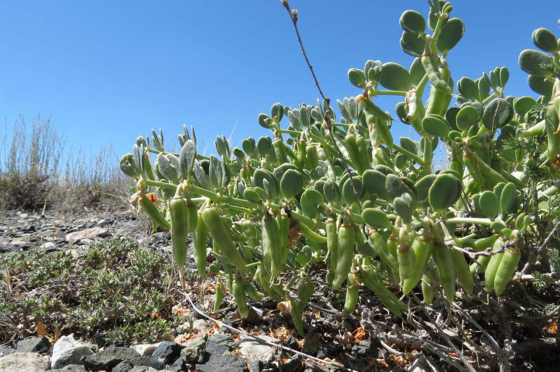 Изображение особи Zygophyllum rosowii.