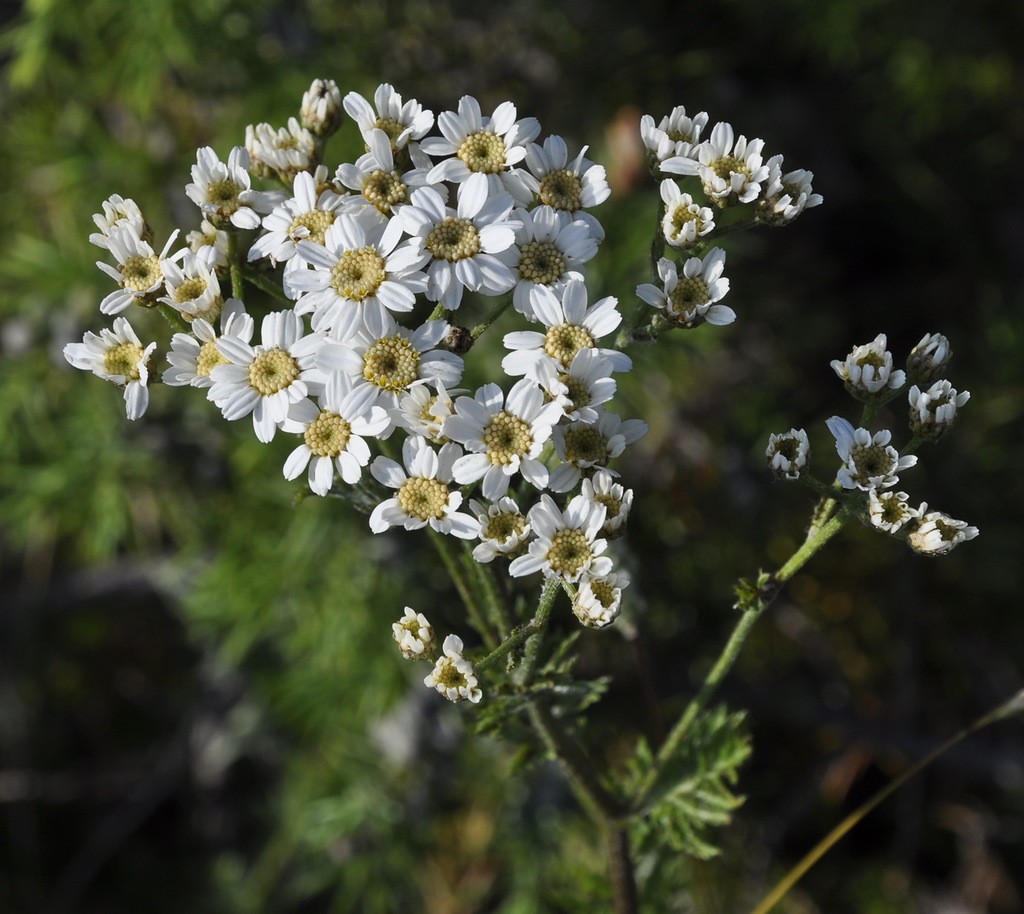 Image of Pyrethrum cinereum specimen.