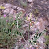 Astragalus glochideus