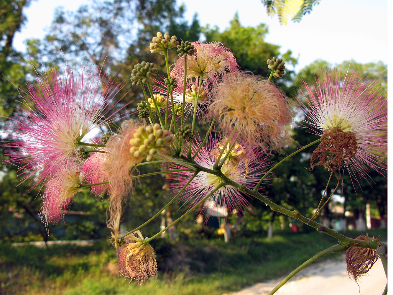 Image of Albizia julibrissin specimen.