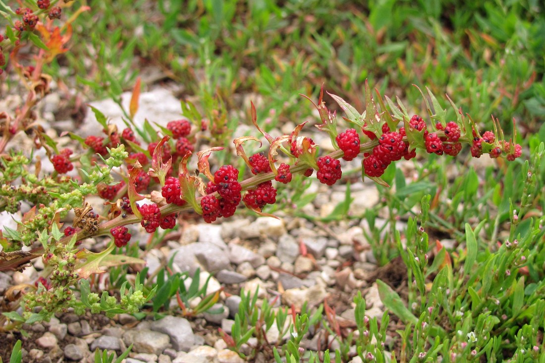 Image of Blitum virgatum specimen.