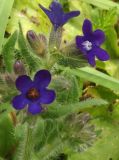 Anchusa officinalis