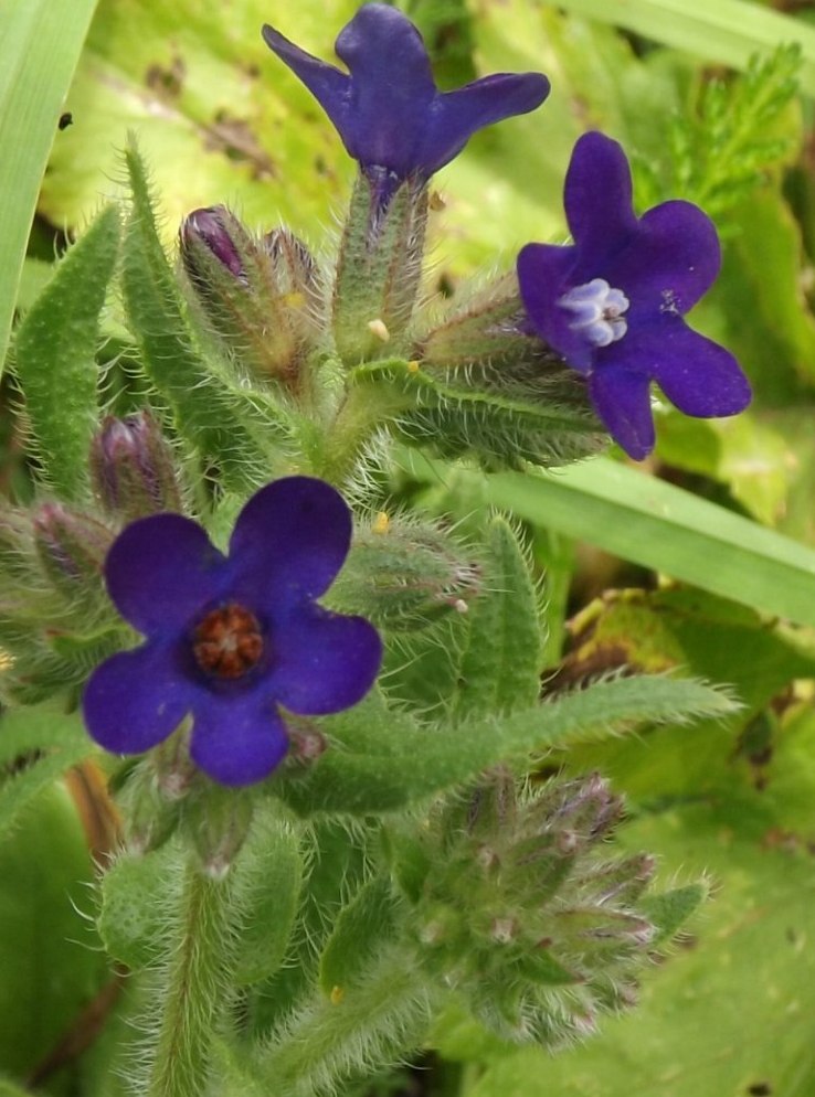 Изображение особи Anchusa officinalis.