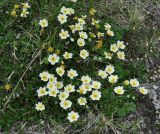 Dryas punctata. Цветущие растения. Камчатский край, Ключевская группа вулканов, окрестности перевала Толбачинский. 21.07.2013.