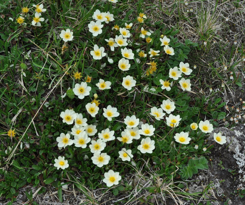 Image of Dryas punctata specimen.