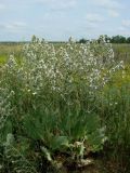 Salvia aethiopis