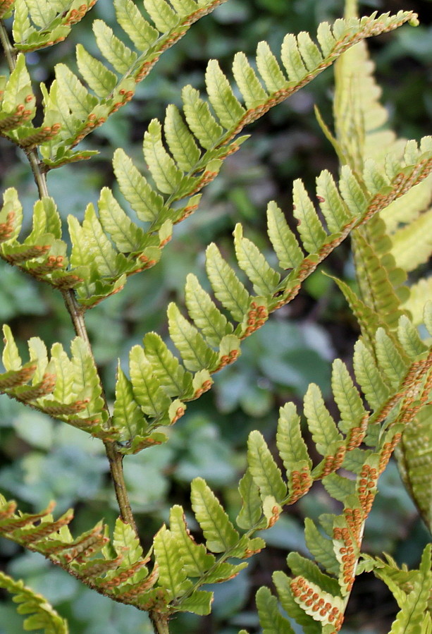 Изображение особи Dryopteris erythrosora.