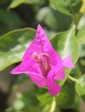 Bougainvillea spectabilis. Прицветники и соцветие. Черноморское побережье Кавказа, г. Новороссийск, в культуре. 1 сентября 2013 г.