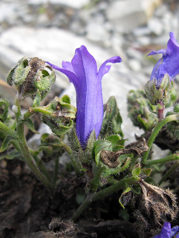 Изображение особи Campanula komarovii.