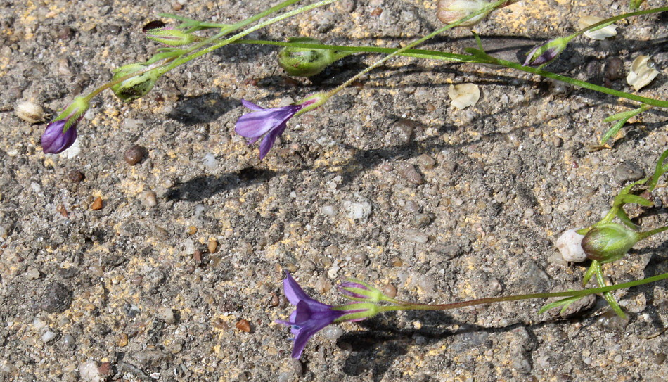 Image of Gilia achilleifolia specimen.