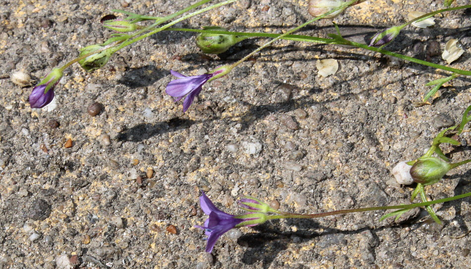 Изображение особи Gilia achilleifolia.