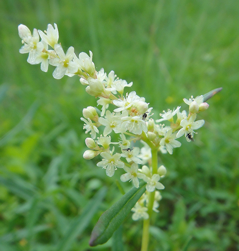 Image of Aconogonon alpinum specimen.