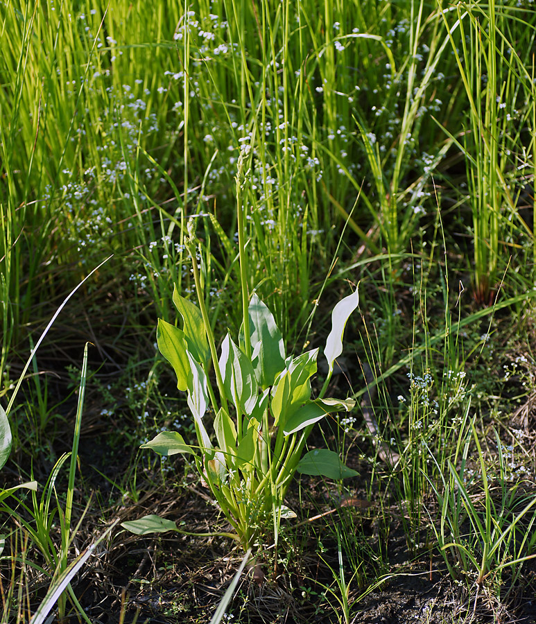 Image of Alisma plantago-aquatica specimen.