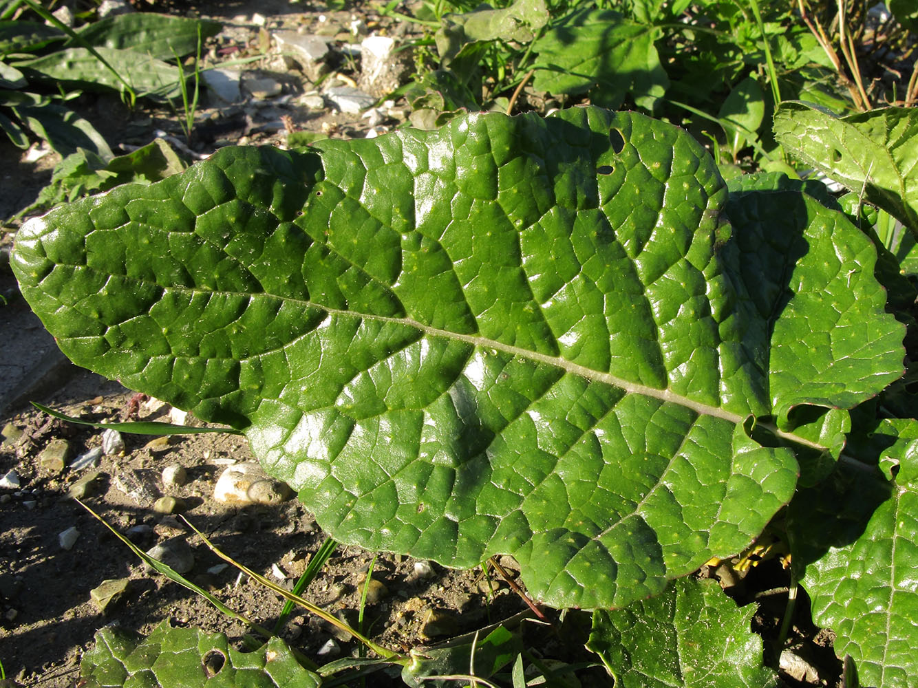 Изображение особи Brassica napus.