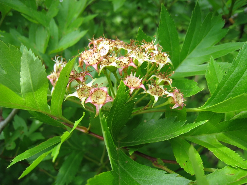 Изображение особи Crataegus pinnatifida.