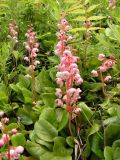 Pyrola incarnata. Цветущие растения. Хабаровский край, Ванинский р-н, окр. пос. Высокогорный. 23.06.2013.