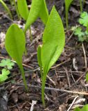 Ophioglossum vulgatum