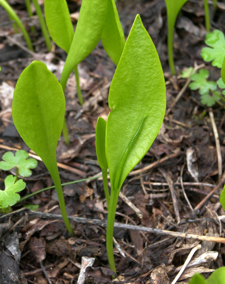 Изображение особи Ophioglossum vulgatum.