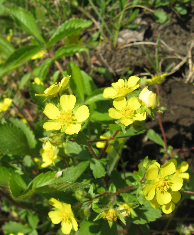 Image of Potentilla fragarioides specimen.