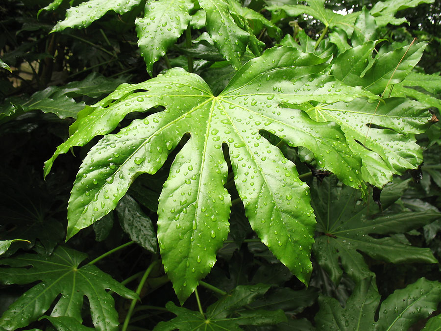 Изображение особи Fatsia japonica.