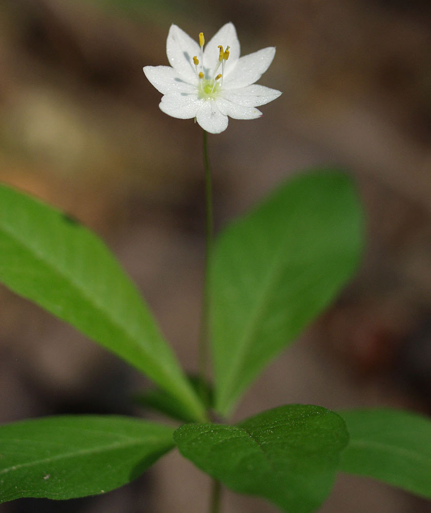 Image of Trientalis europaea specimen.