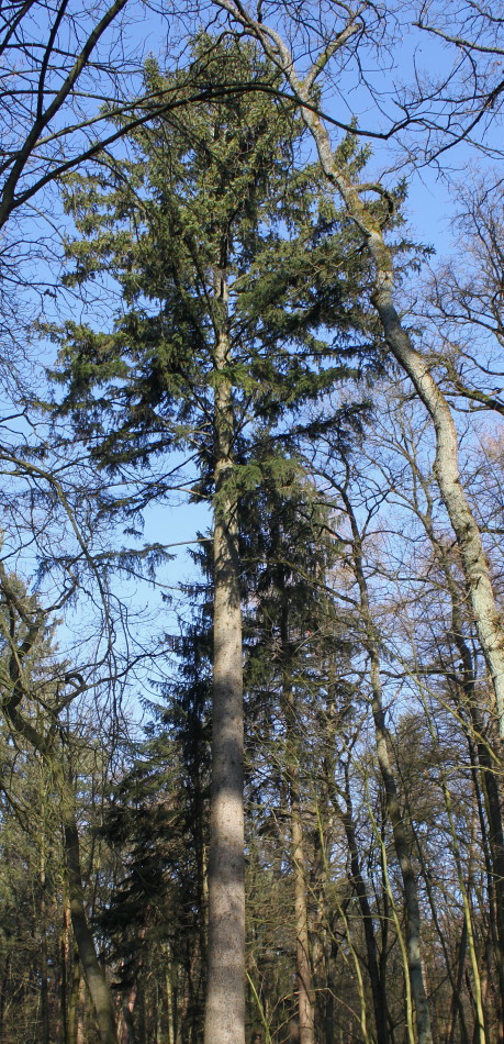 Image of Picea abies specimen.